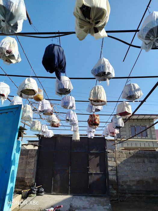 Сайроки  Беданалар ЧИРЧИКДА СОТИЛАДИ