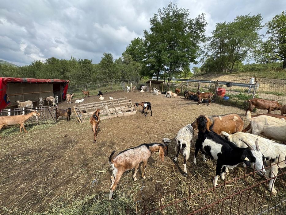 Vând capre Anglo-Nubian