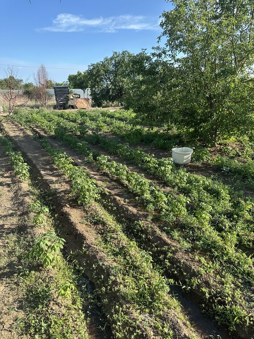 Продается дача на 1 водоколонке