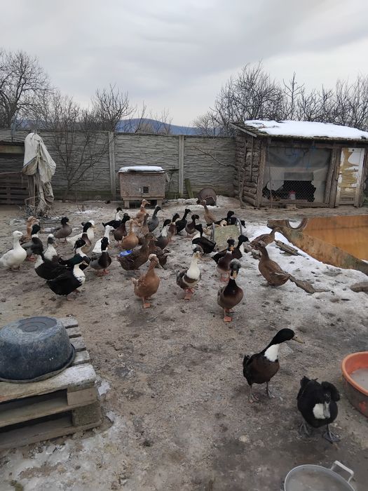 Ratoi cu moț tineri și frumosi