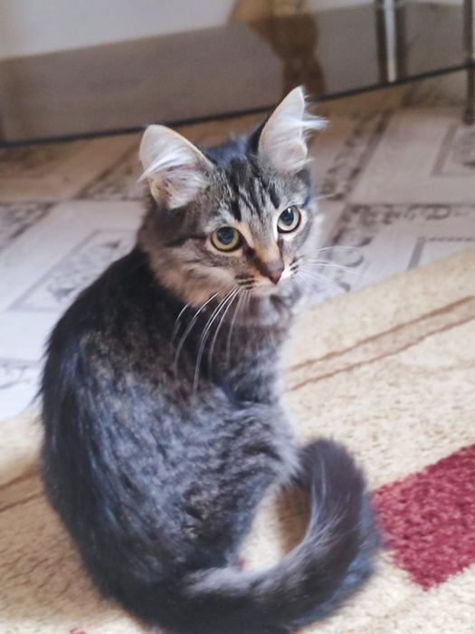 Котята ищут дом отдаю в добрые руки