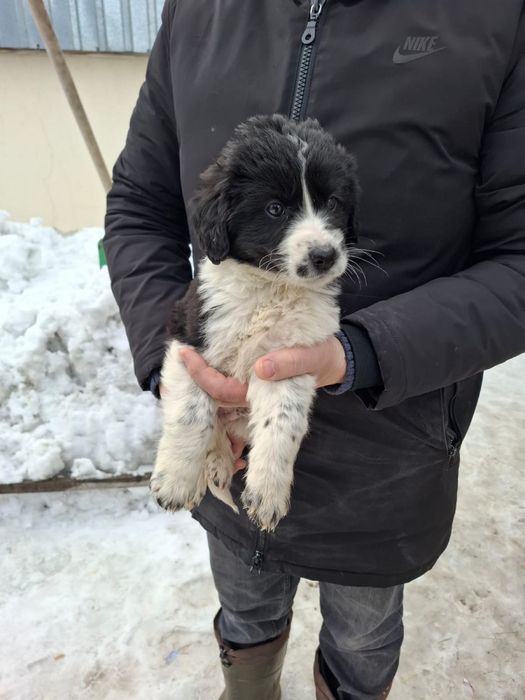 Отдам щенков в хорошие руки