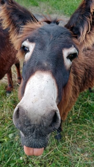 Lapte măgărita proaspăt