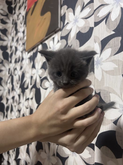 Отдаем котят в добрые руки