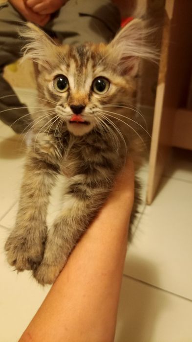 Отдам котёнка девочка