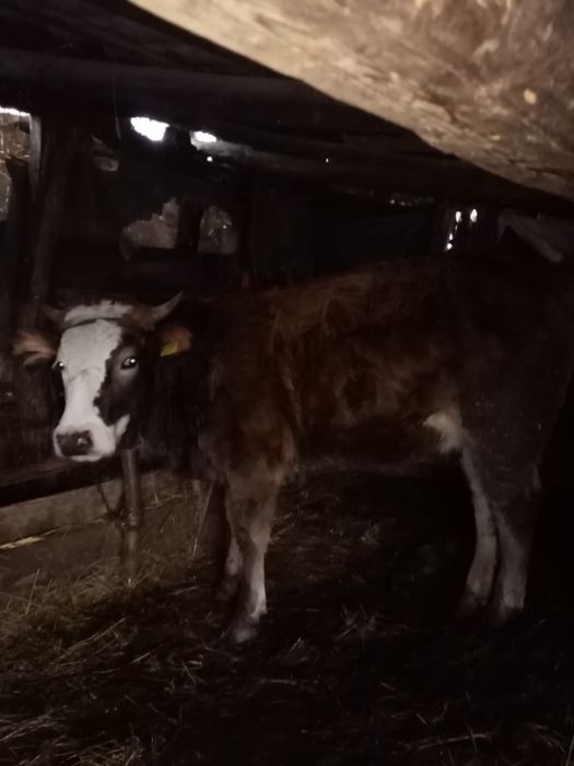 Junici gestante de vizare