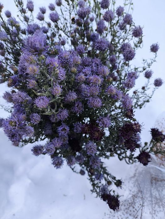 Разные сухоцветы в наличии