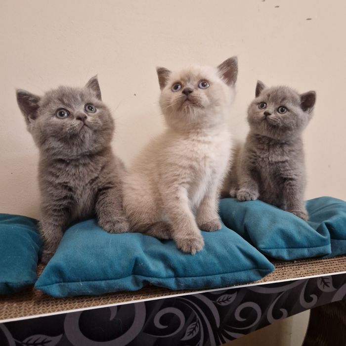 Чистокръвни Британски късокосмести котенца