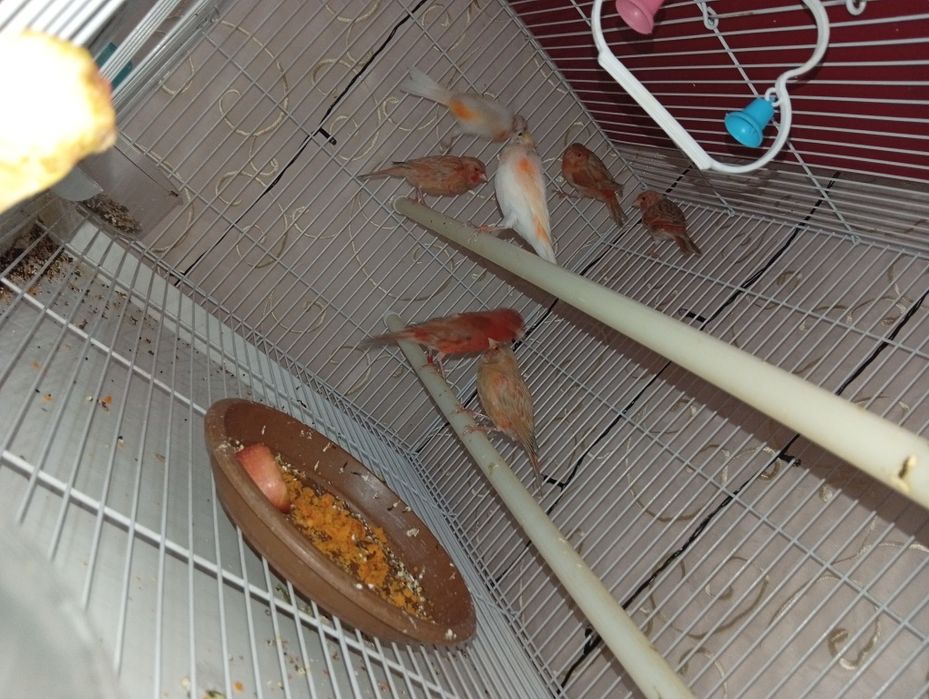 канарека сотилади