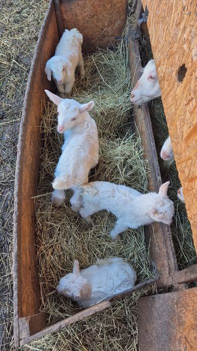 Țap Saanen – fără coarne, 3 ani, reproducător