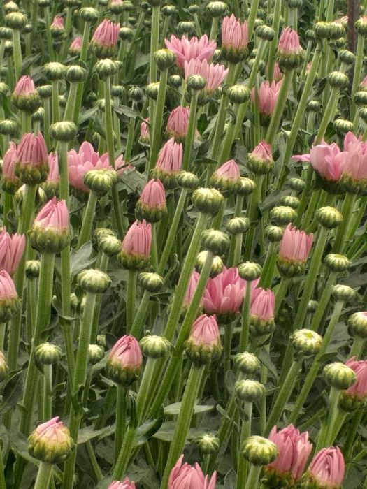 Хризантема ветка Бакарди/xrizantema vetka bakardi