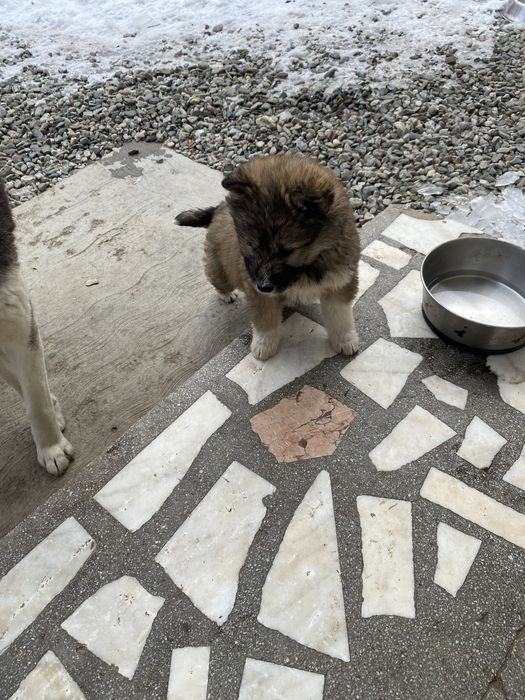 Donez cǎțel talie medie