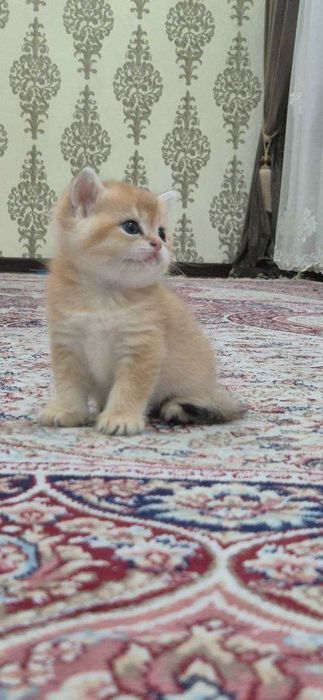 Алиментный котенок Scotish straight от чистокровных родителей