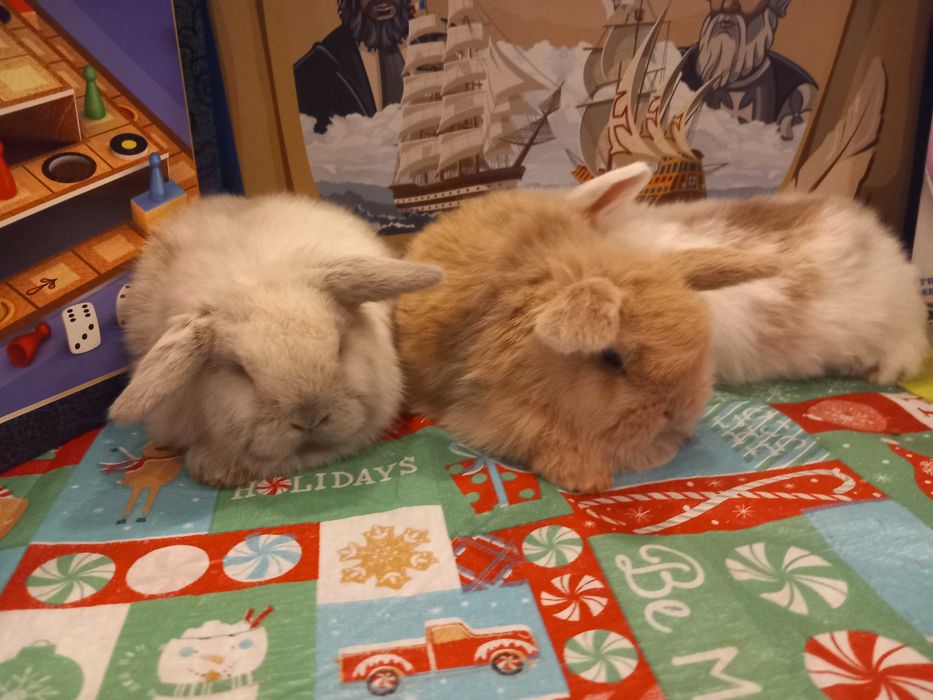 Iepure Pitic Holland Lop Mini Lop Iepurasi Minii Toys de Companie