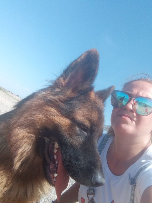 Дрессировка сабак