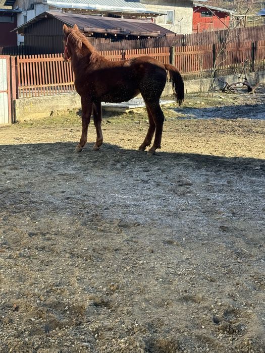 Vand carlana cuminte in varsta de 9 luni nu musca nu bate detali priva