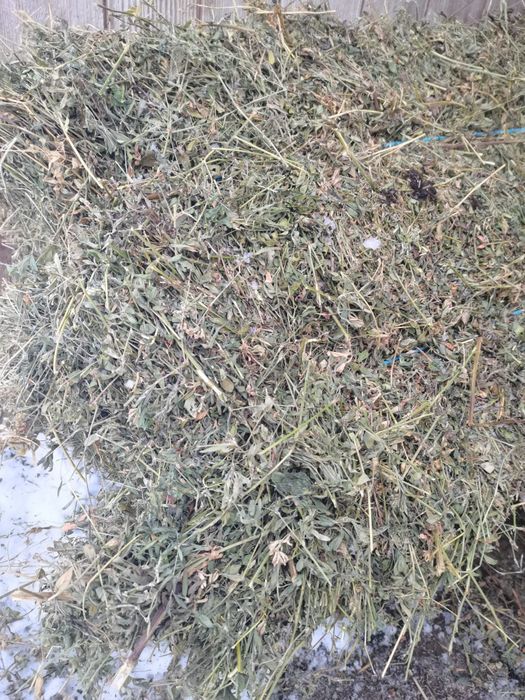 Baloți de lucernă dreptunghiulari