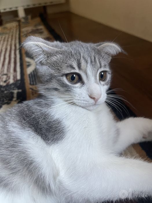 котенок веслоухий метис