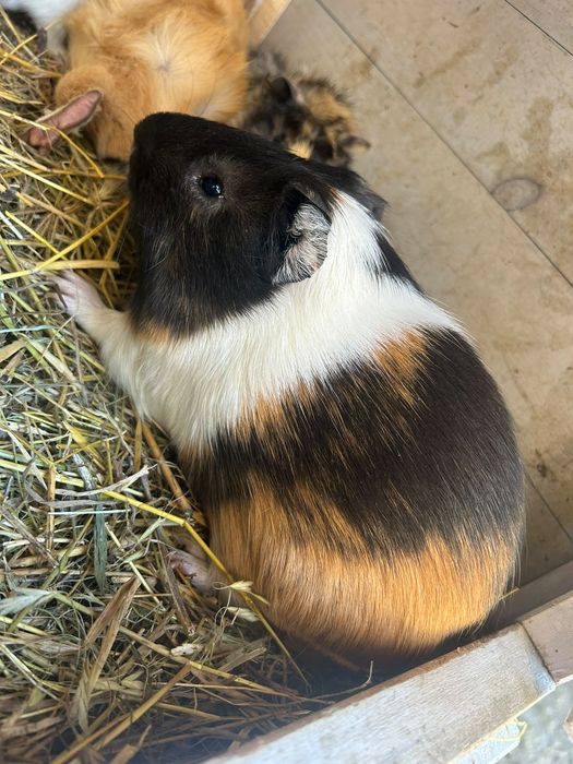 Porcusor de guineea