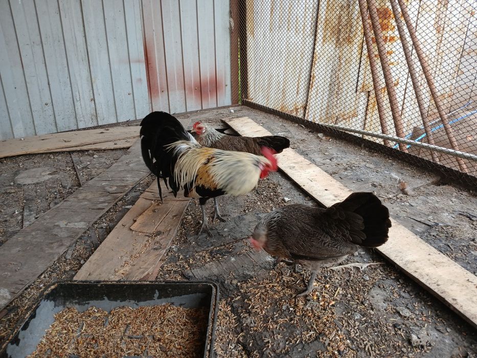 Феникс   серебро