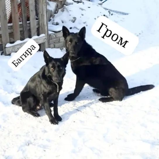 Очаровательные щенки вео