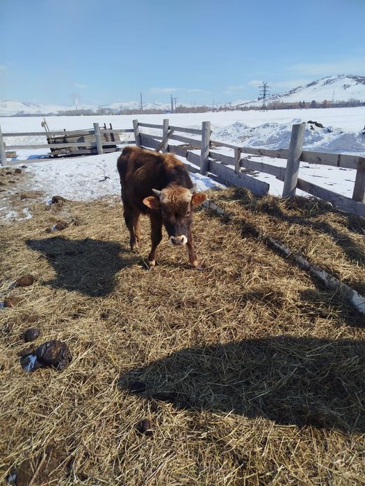 Продам бычков и нетель