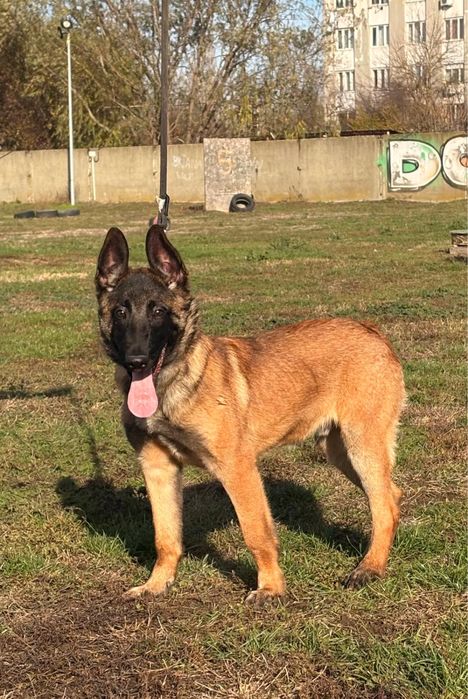 Malinois mascul cu pedigree