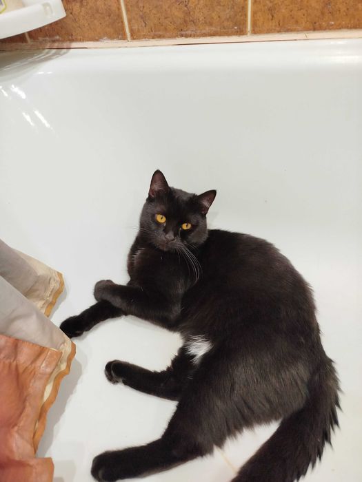 Отдам черного кота