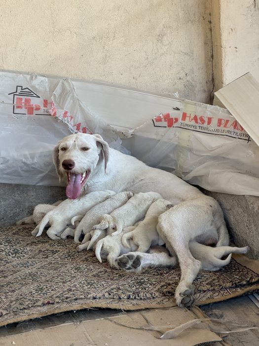 Щенки охотничьи 1 месяц