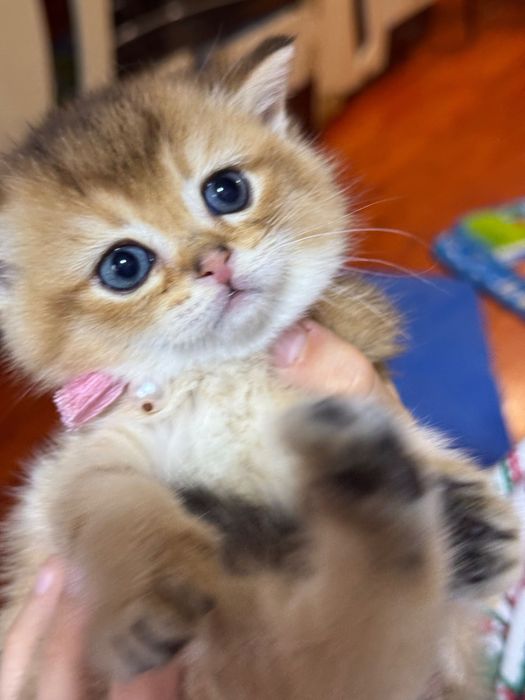 Продаются котята британ и фолд