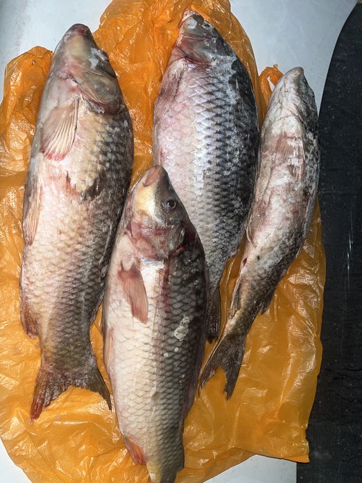 Продам рыбу сазан