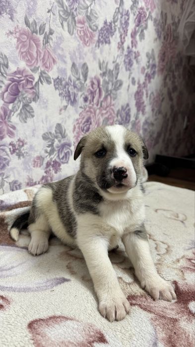 Пристраивается малышка - Зефирка , девочка.