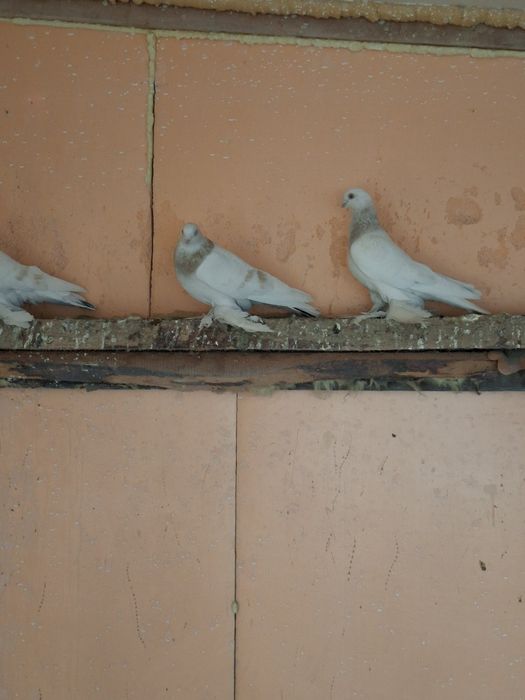 Продам голубей самцы