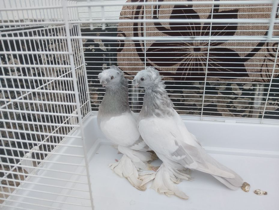 Продаются пепельные