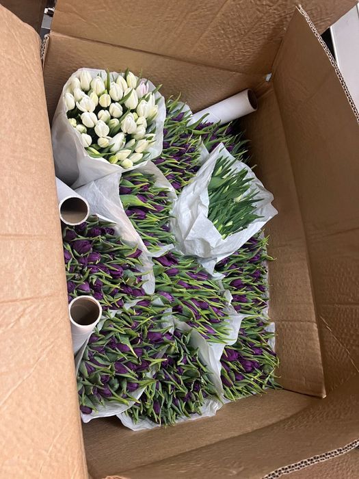 Свежие голландские тюльпаны