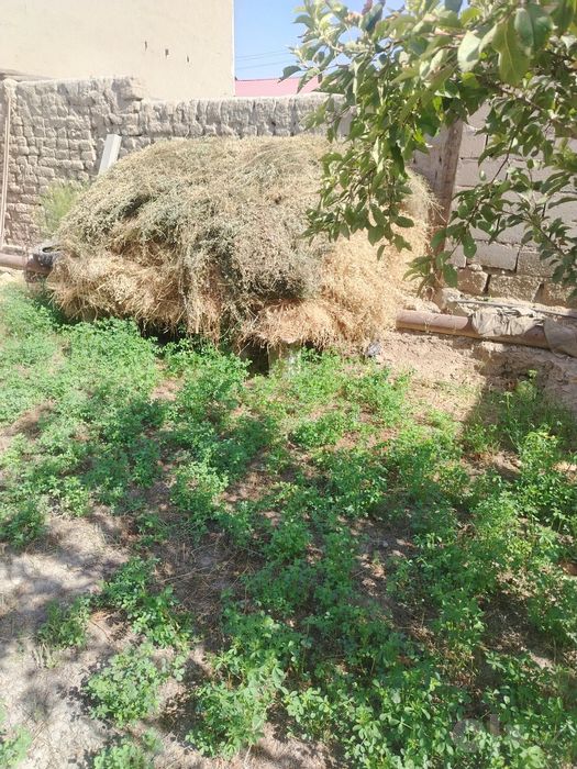 Quruq beda hashak sotiladi.