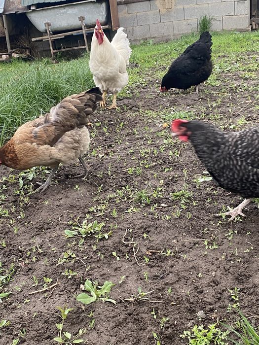 Продам куры хорошие