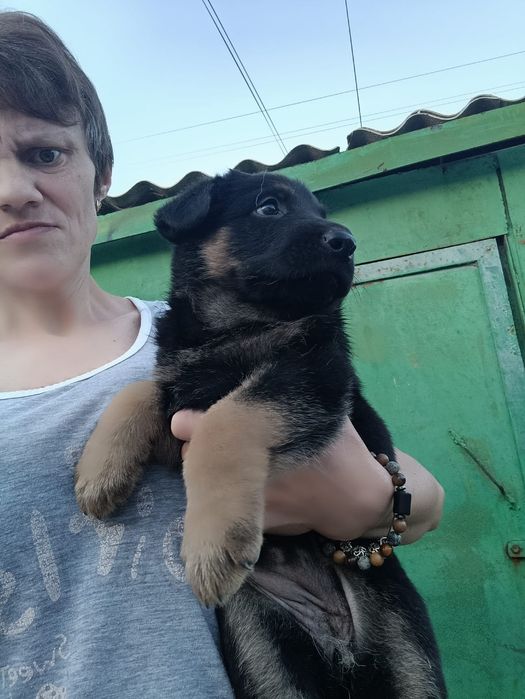 Продаётся щенок ВЕО!