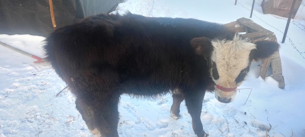 Торпак 10 айлык 420000