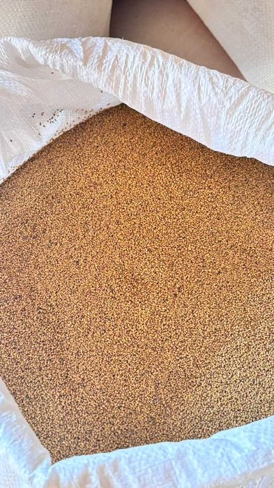 Семена клевера Жоңыршқа ұрық