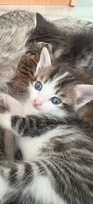 Котенок бесплатно