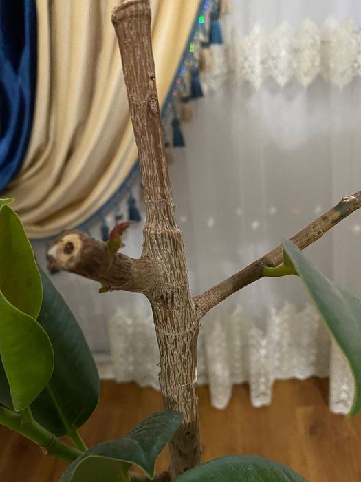 Фикус комнатные растения