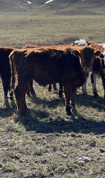 Ірі ірі бұқалар сатылады