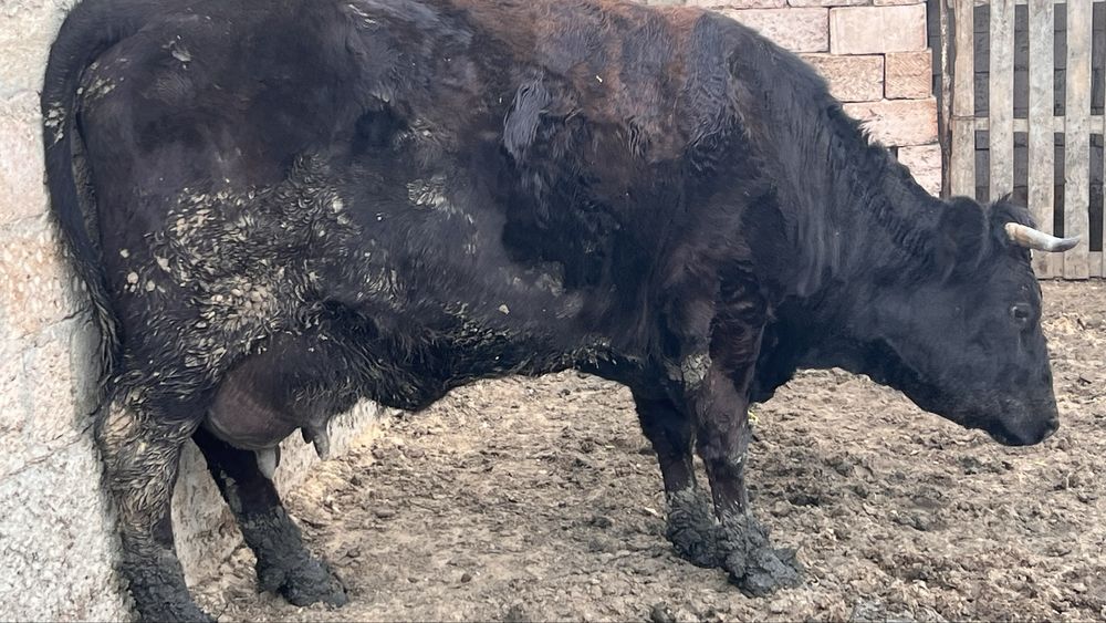 Сиыр сатылады бұзаулы