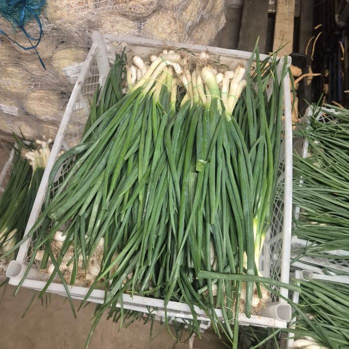 Vand ceapa verde en gros