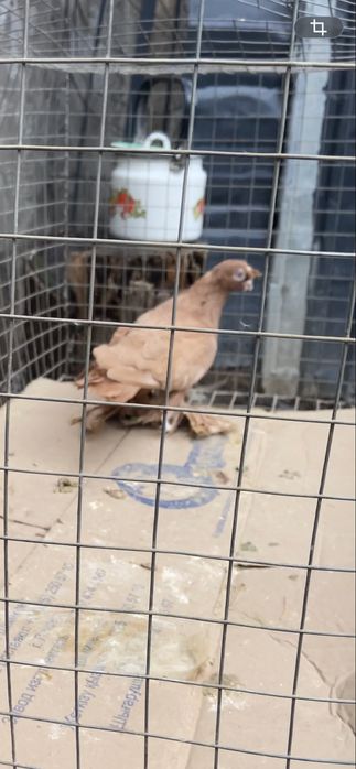 Голуби сочи, жучка и жёлтый