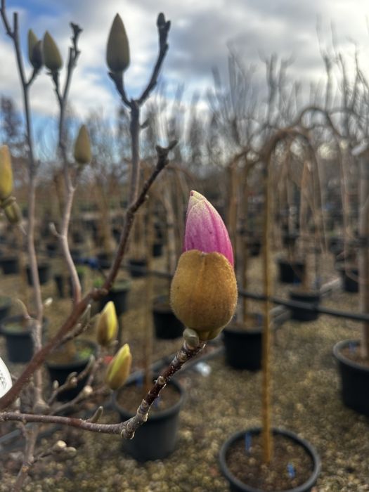 Tuia, catalpa, leylandii, peisagistică-grădină