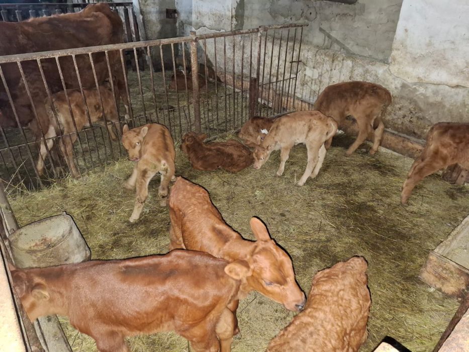 Продам телят, бычков