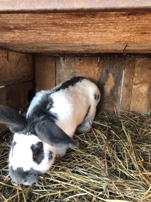 iepuri maturi rasa fluture