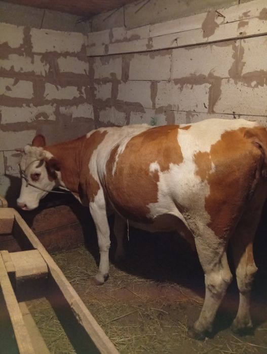 Vând vacă Bălțata Românească